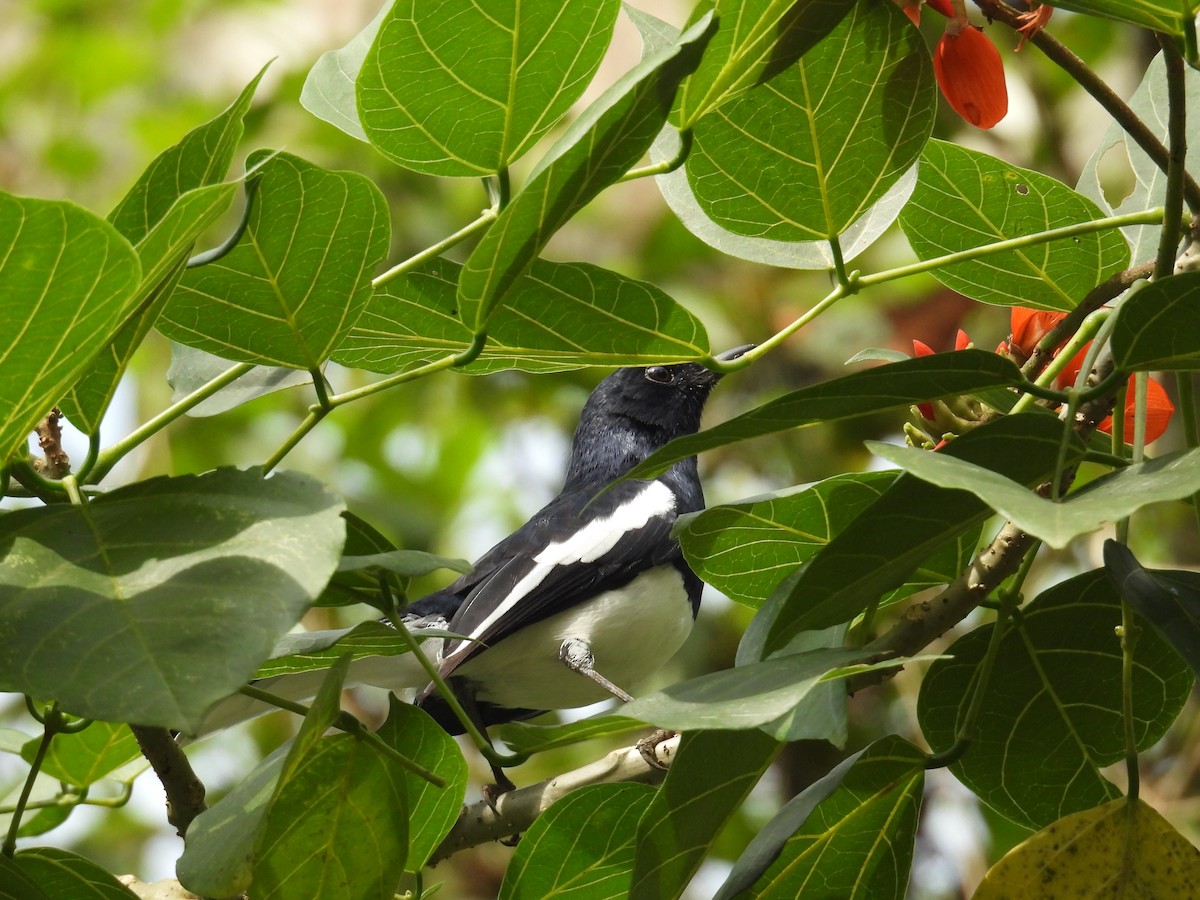 Oriental Magpie-Robin - ML642867894