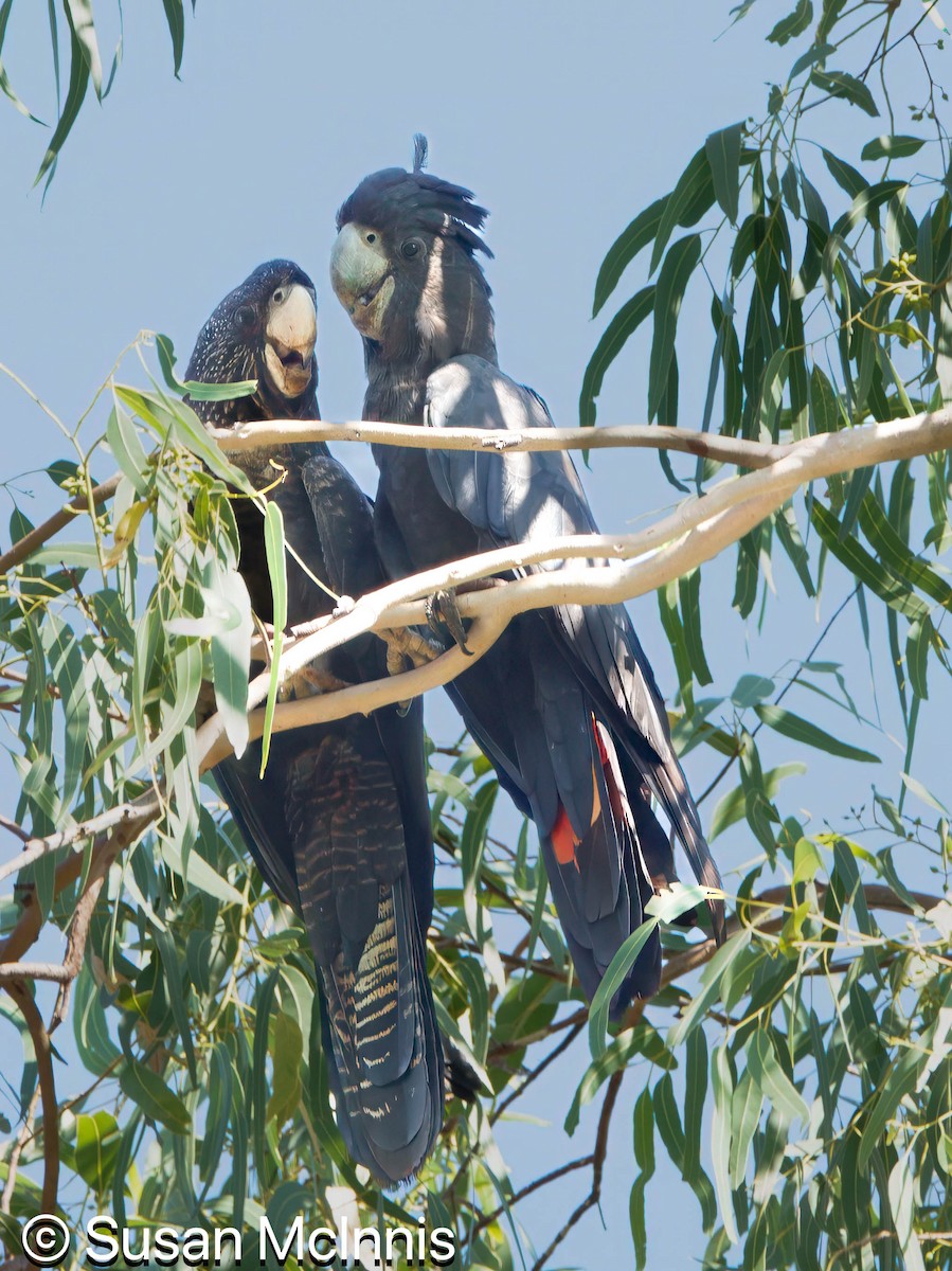 Red-tailed Black-Cockatoo - ML642867895