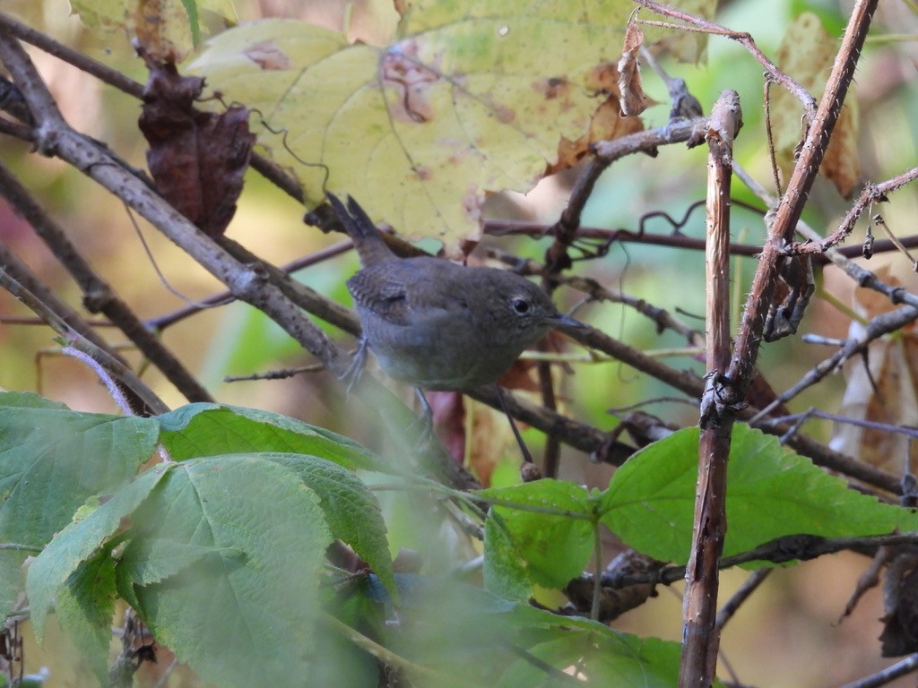 Northern House Wren - ML642867897
