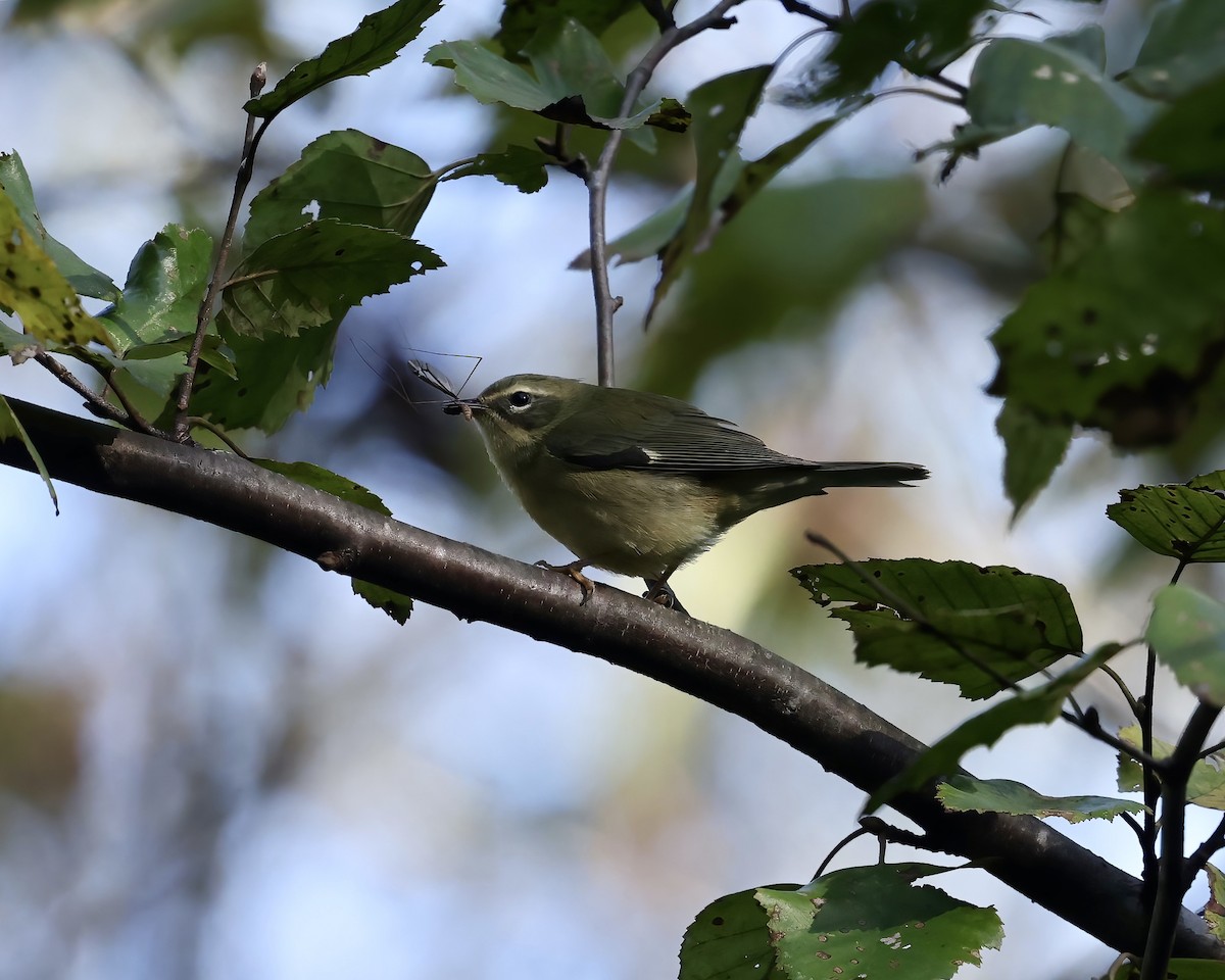 Blaurücken-Waldsänger - ML642867898