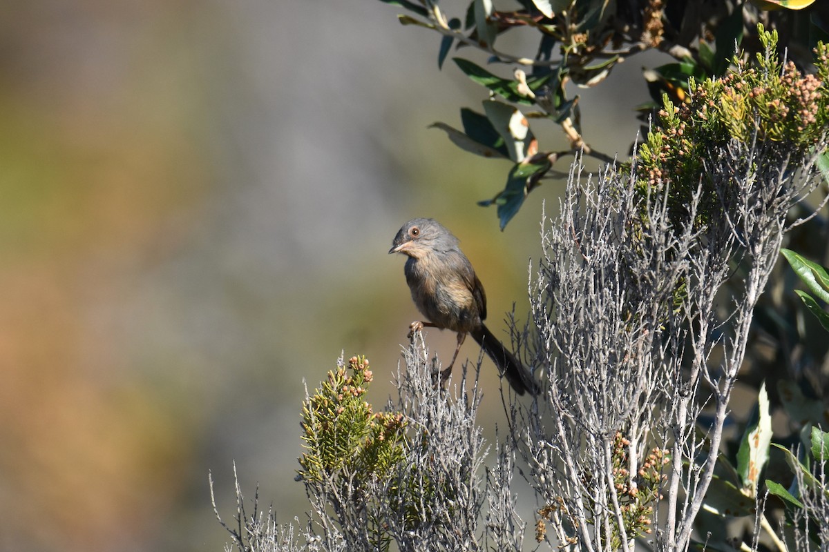 Dartford Warbler - ML642867899