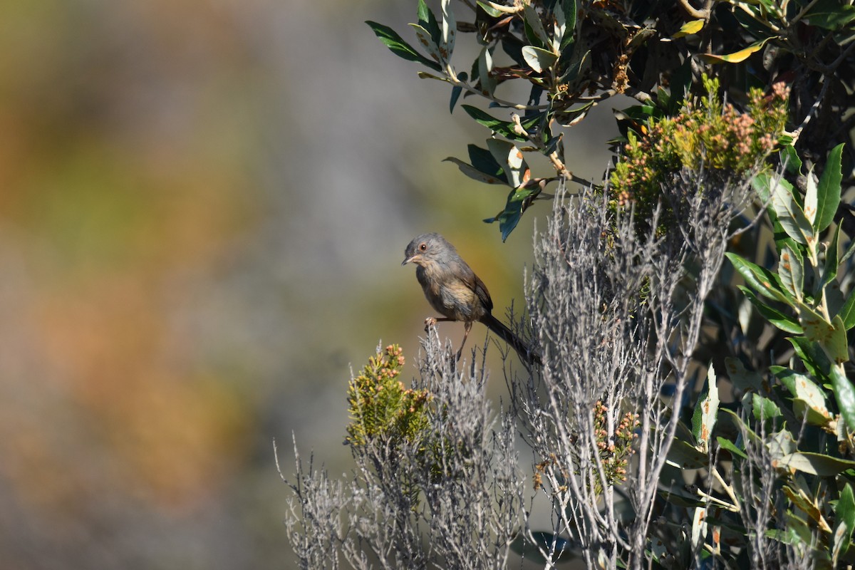 Dartford Warbler - ML642867900