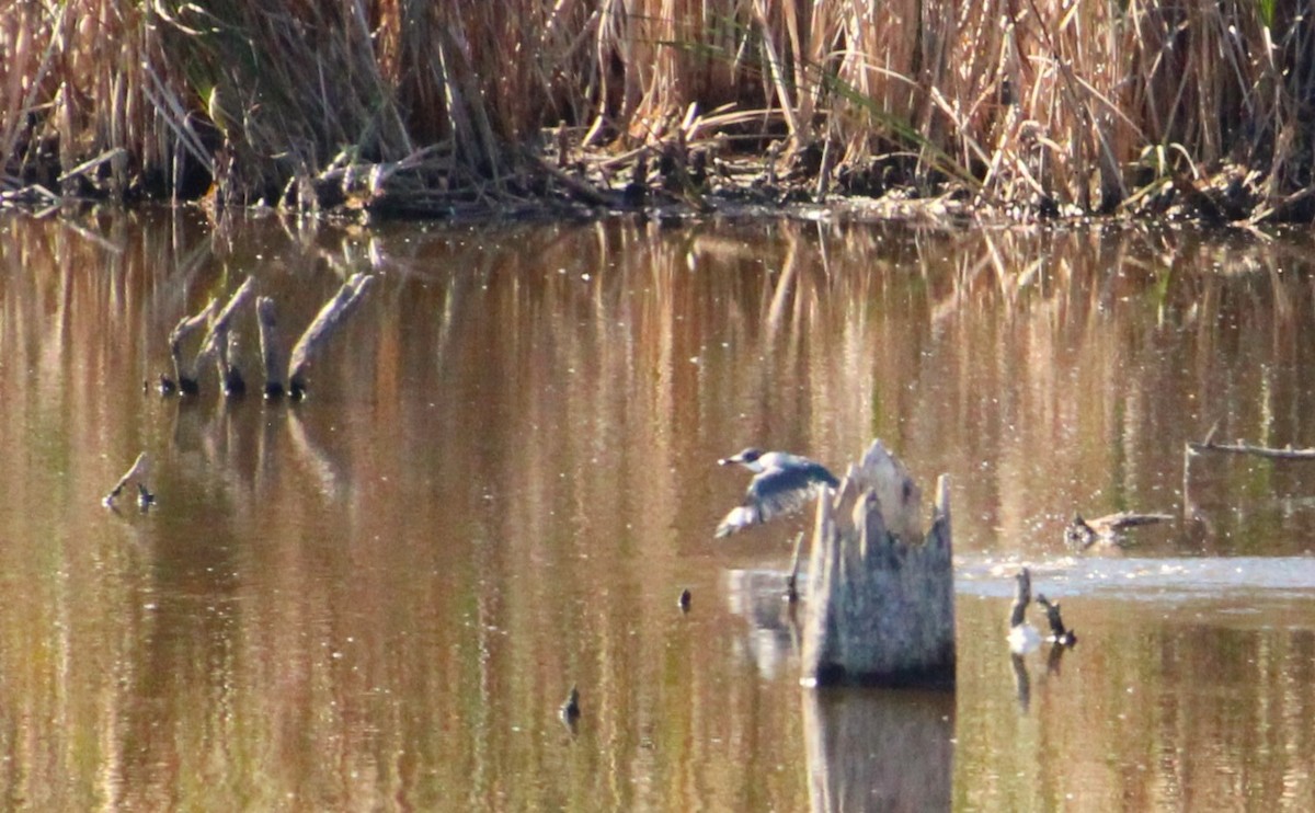 Belted Kingfisher - ML642867902