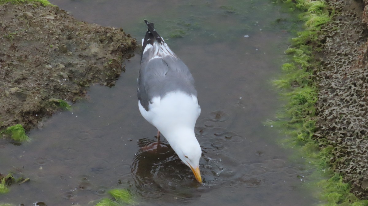 Western Gull - ML642867904