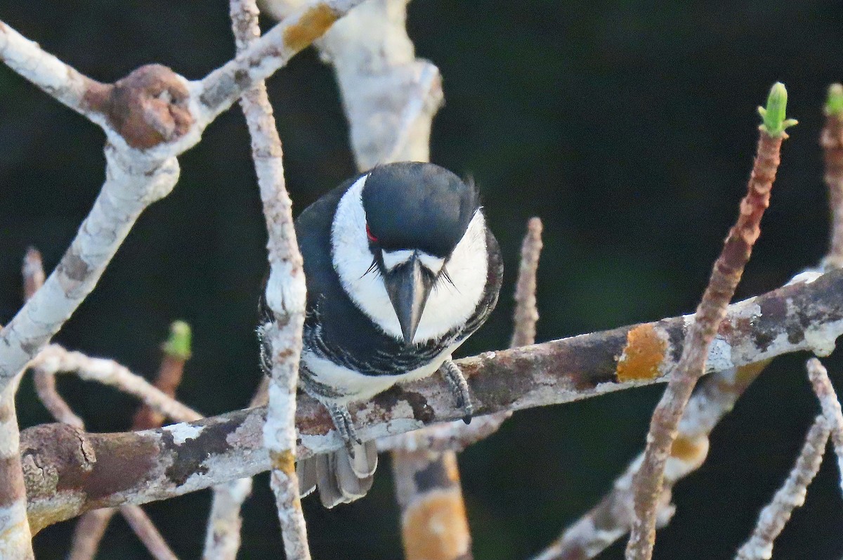 Guianan Puffbird - ML642867908