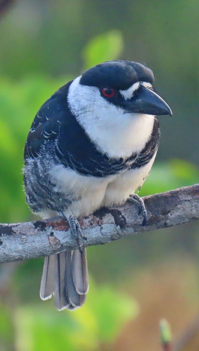Guianan Puffbird - ML642867909