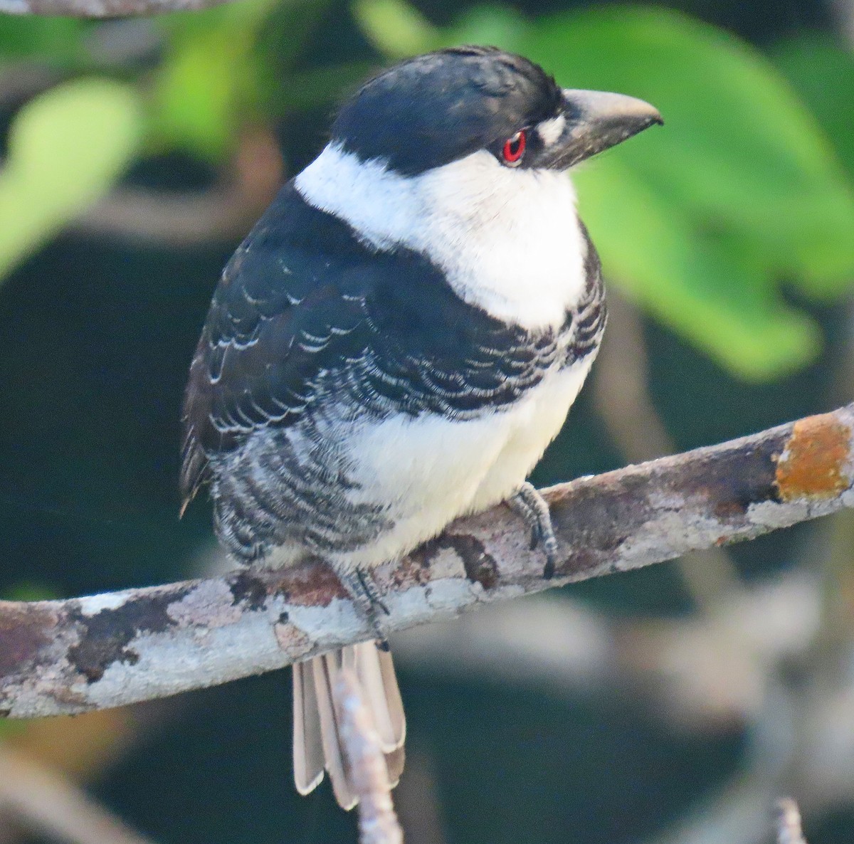 Guianan Puffbird - ML642867910