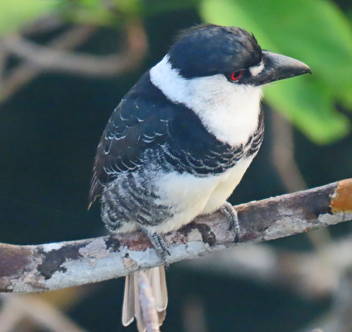 Guianan Puffbird - ML642867911