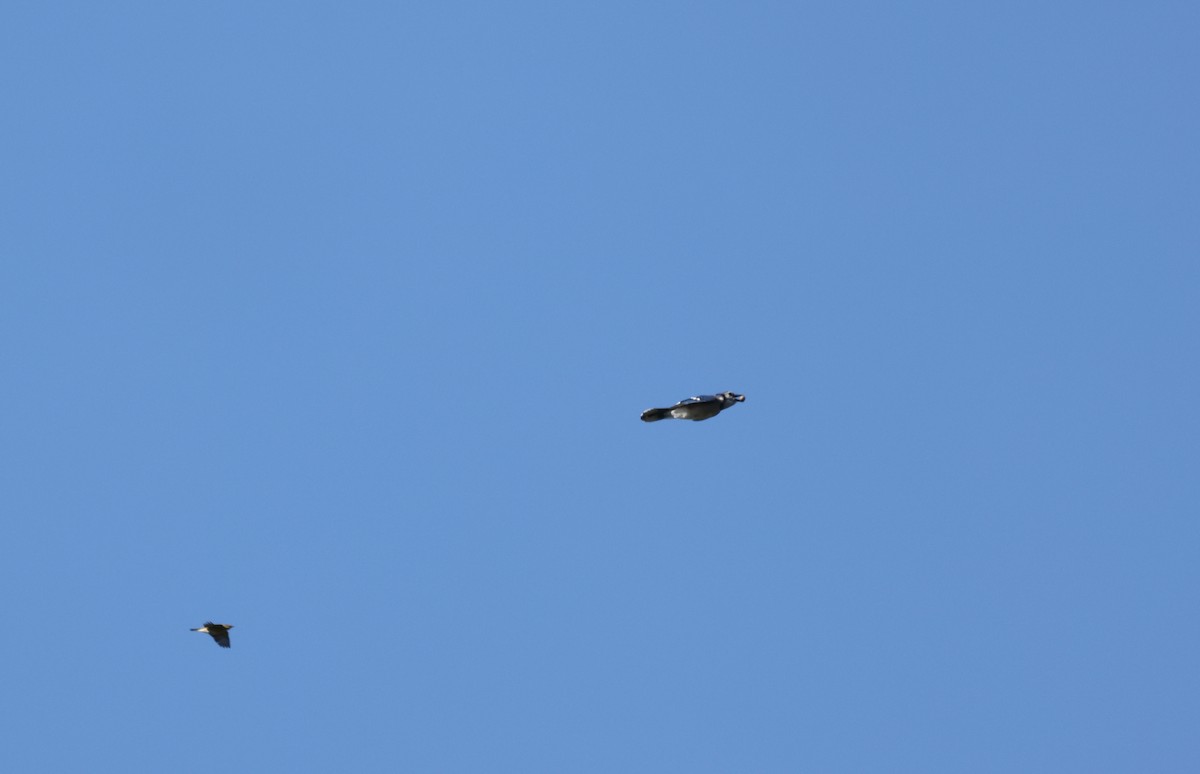 Blue Jay - ML642867912