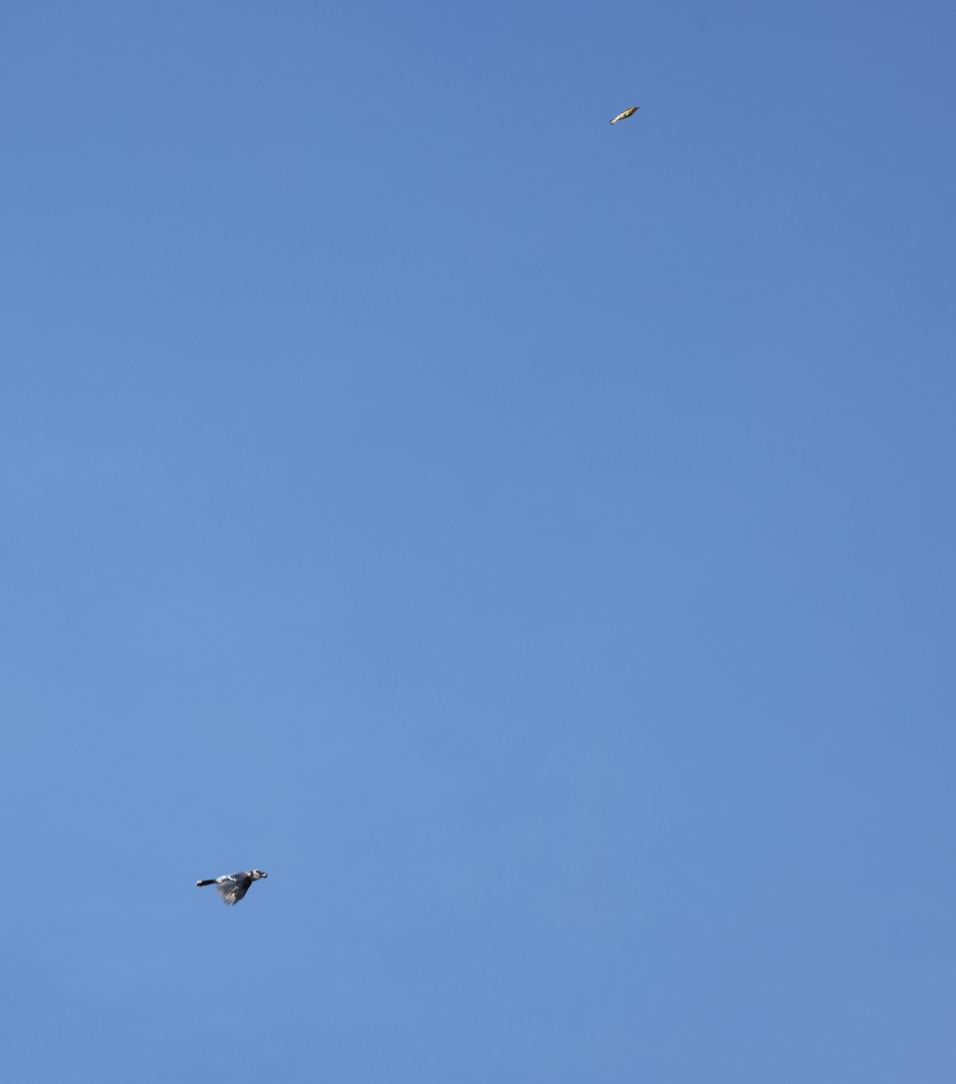 Blue Jay - ML642867913