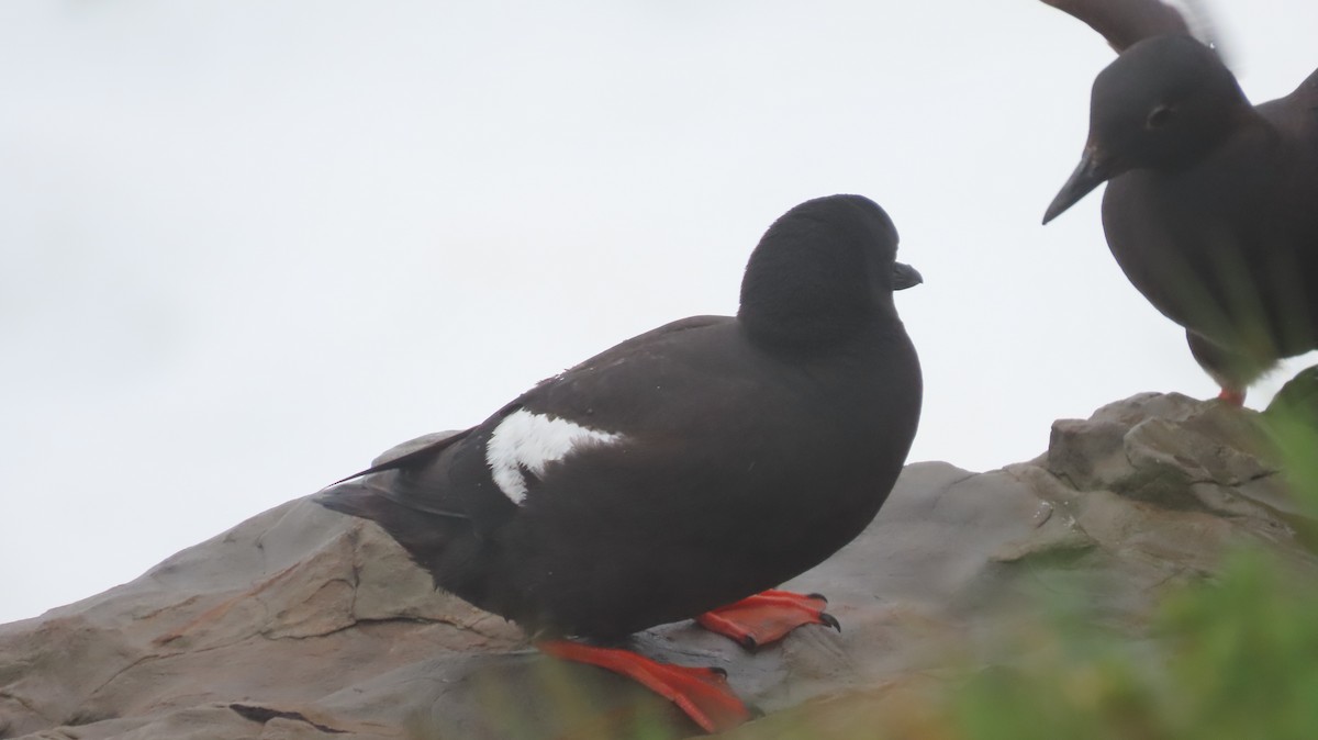Pigeon Guillemot - ML642867921