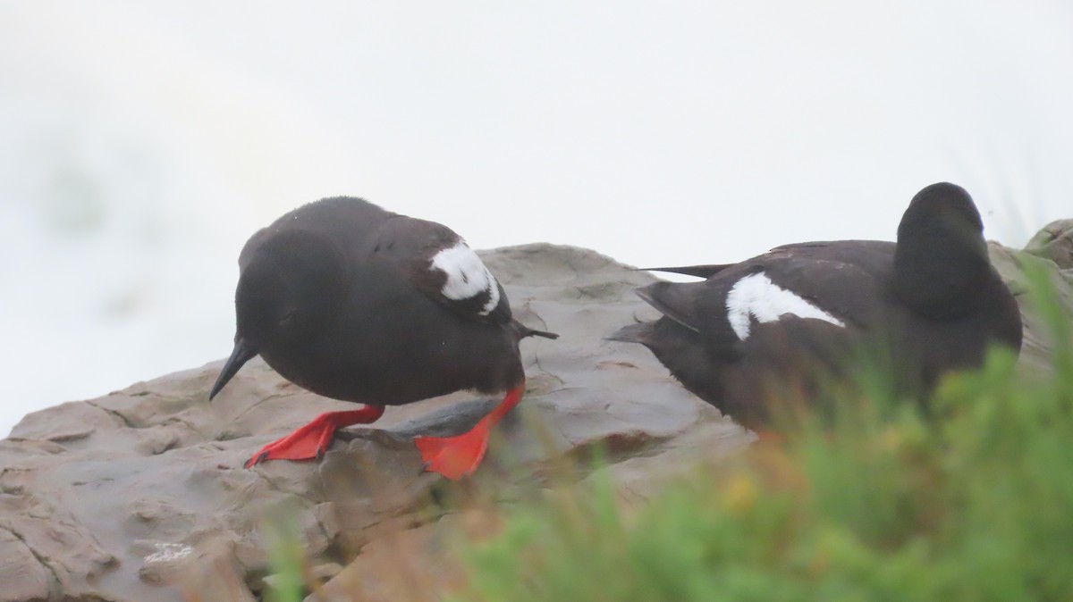 Pigeon Guillemot - ML642867922