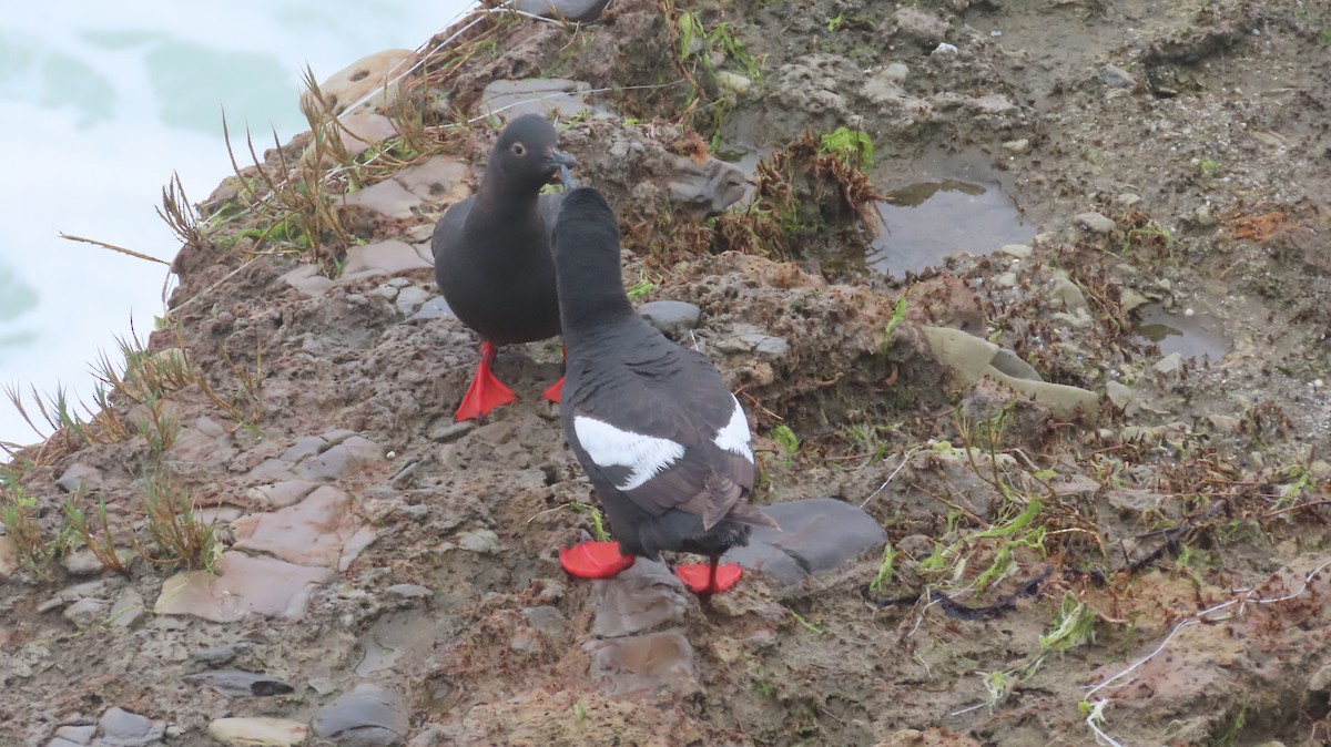 Pigeon Guillemot - ML642867923