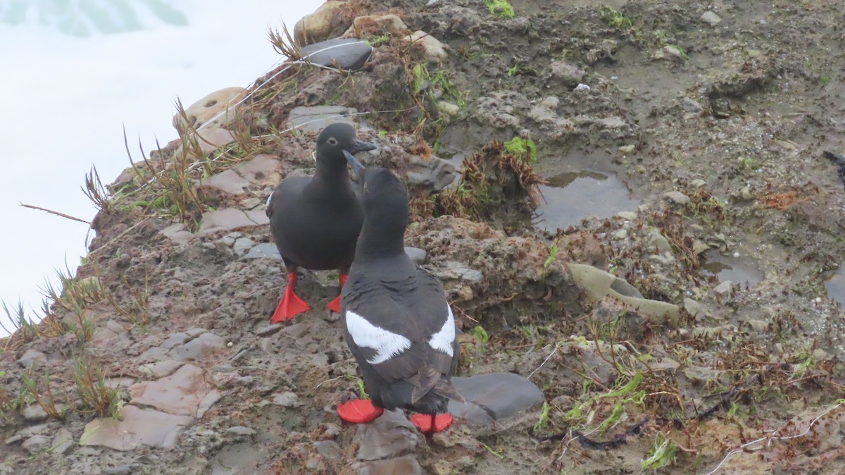 Pigeon Guillemot - ML642867924