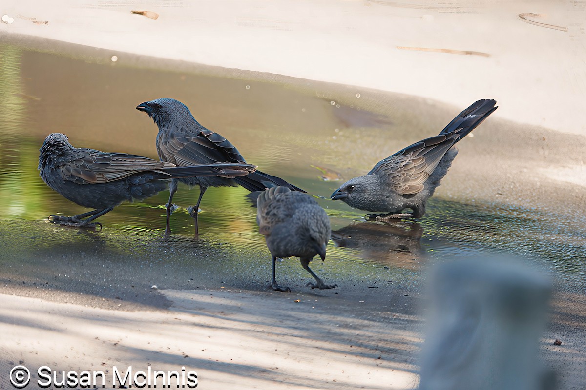 Apostlebird - ML642867925