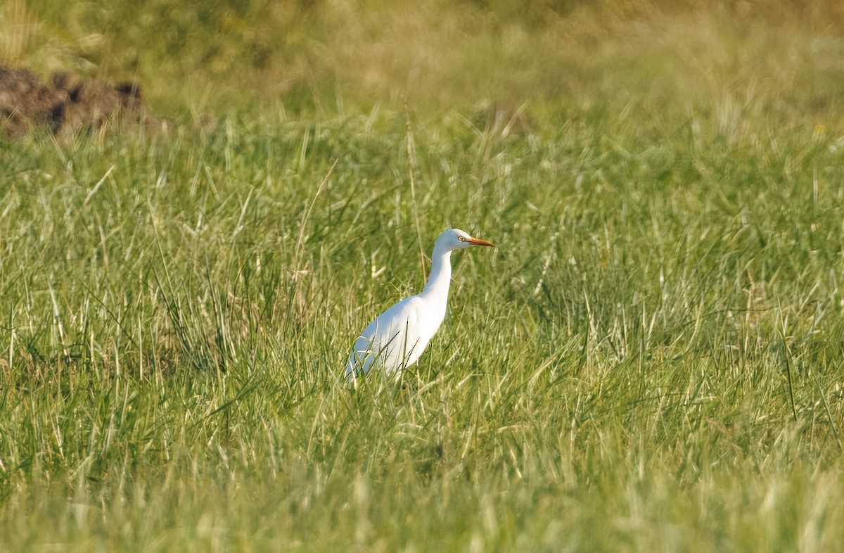 Western Cattle-Egret - ML642867942