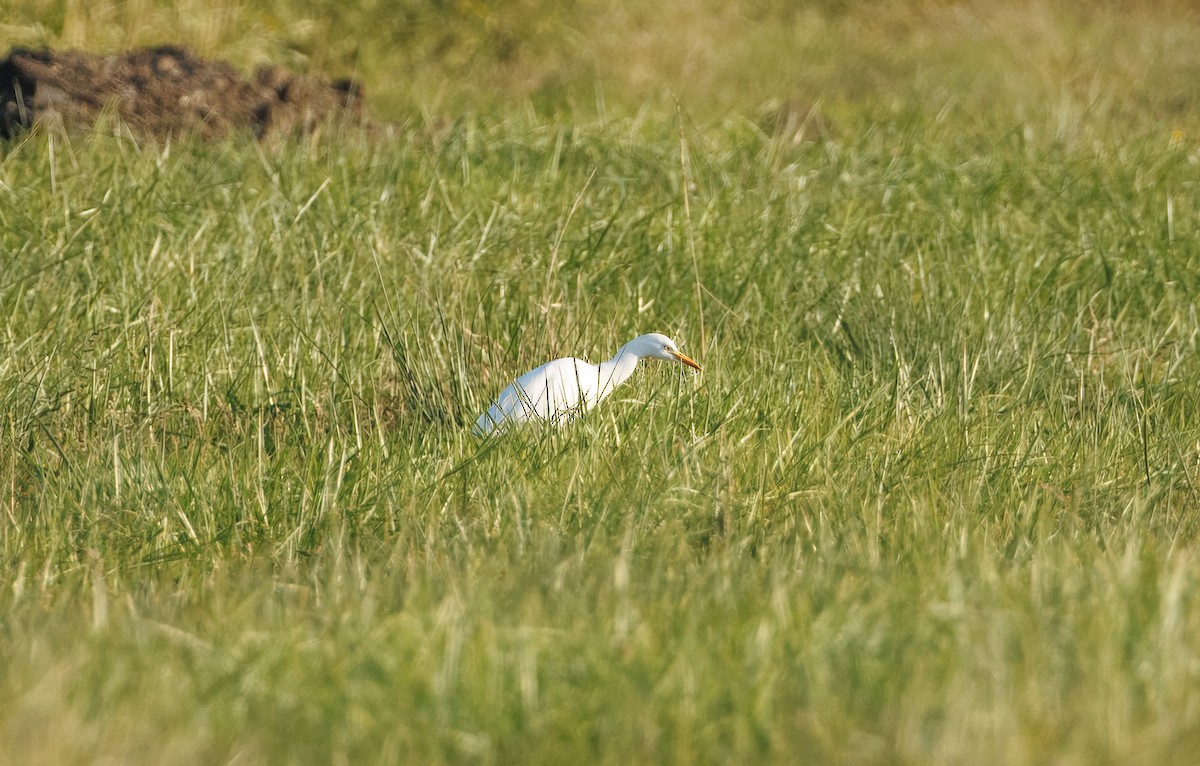 Western Cattle-Egret - ML642867943