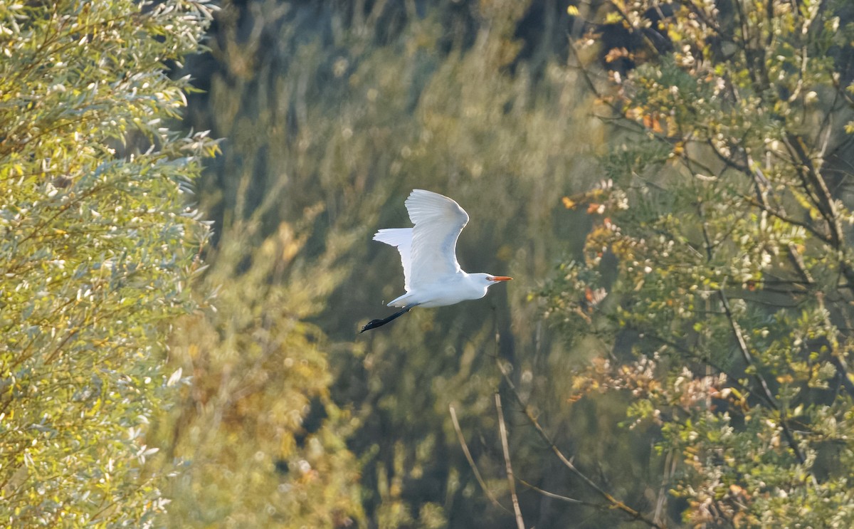Western Cattle-Egret - ML642867944