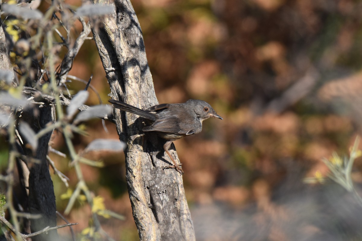 Dartford Warbler - ML642867958