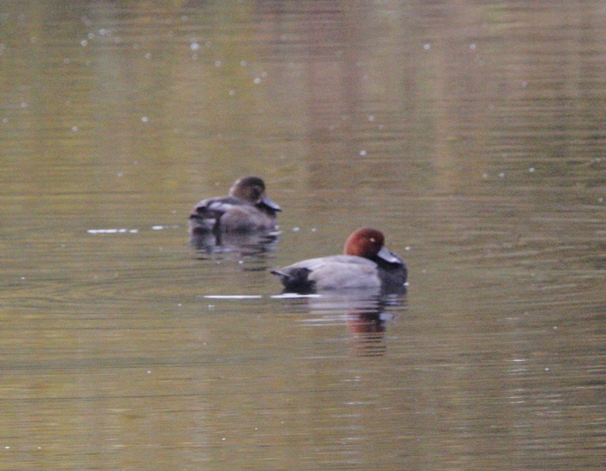 Redhead - ML642867965