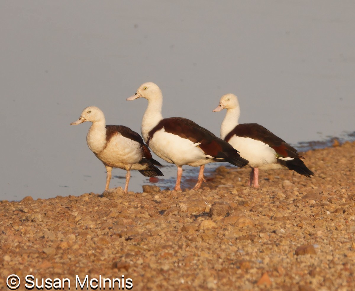 Radjah Shelduck - ML642867967