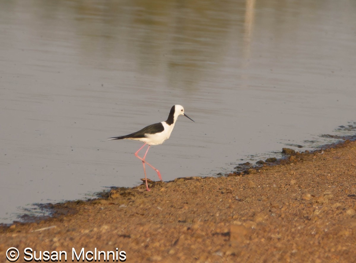 Pied Stilt - ML642867972