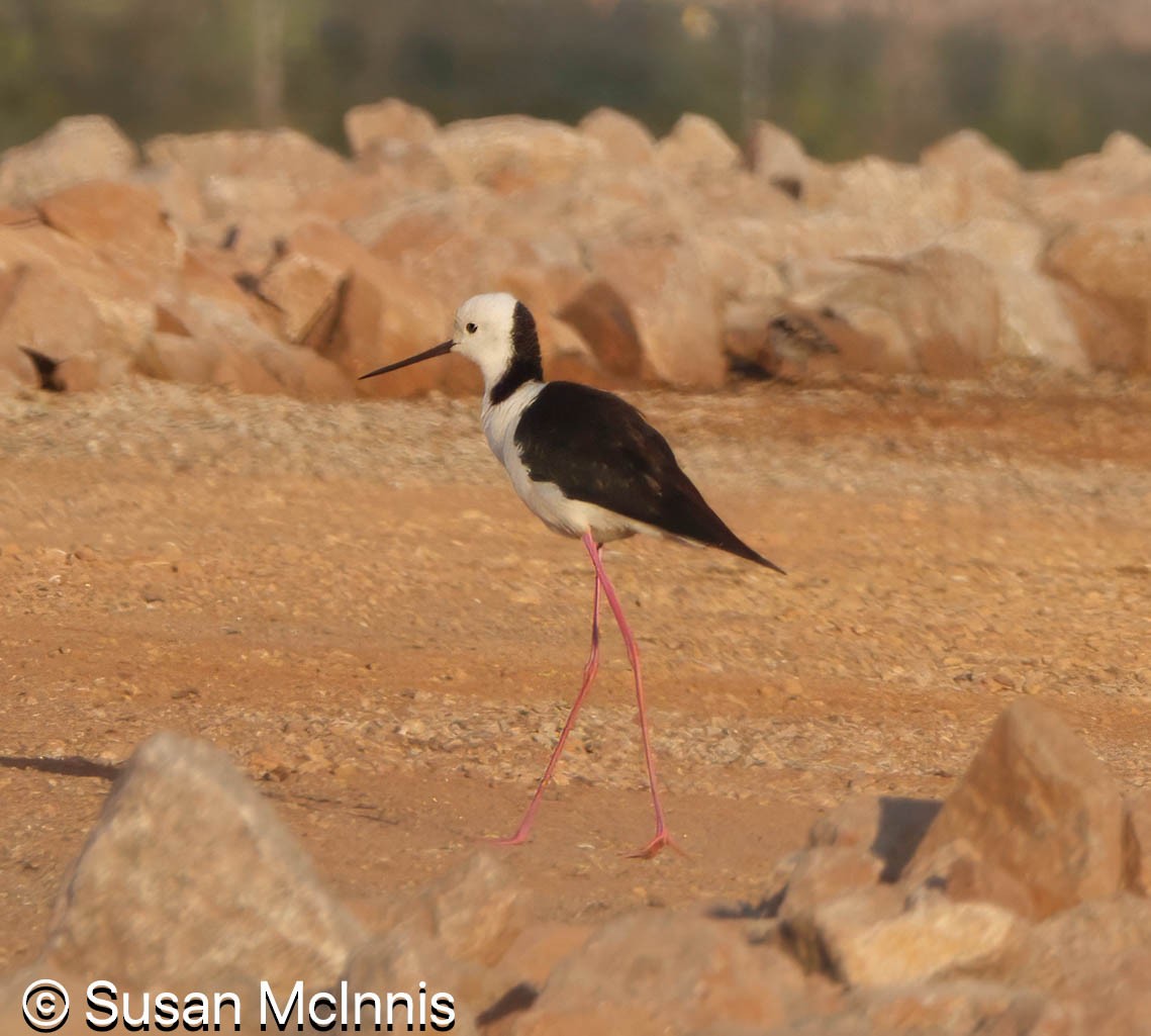 Pied Stilt - ML642867987