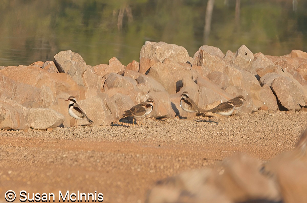 Black-fronted Dotterel - ML642867997