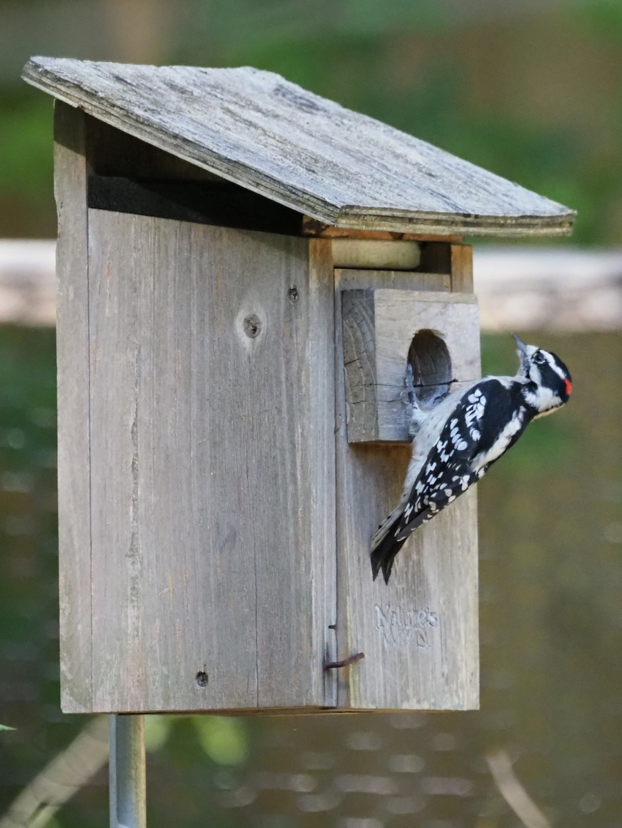 Downy Woodpecker (Eastern) - ML642868000