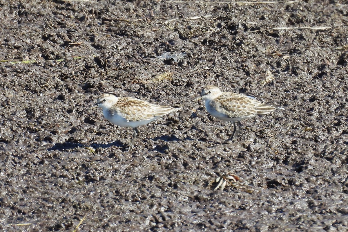 Semipalmated Sandpiper - ML642868003