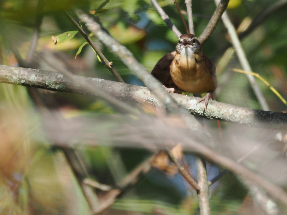 Carolina Wren - ML642868013