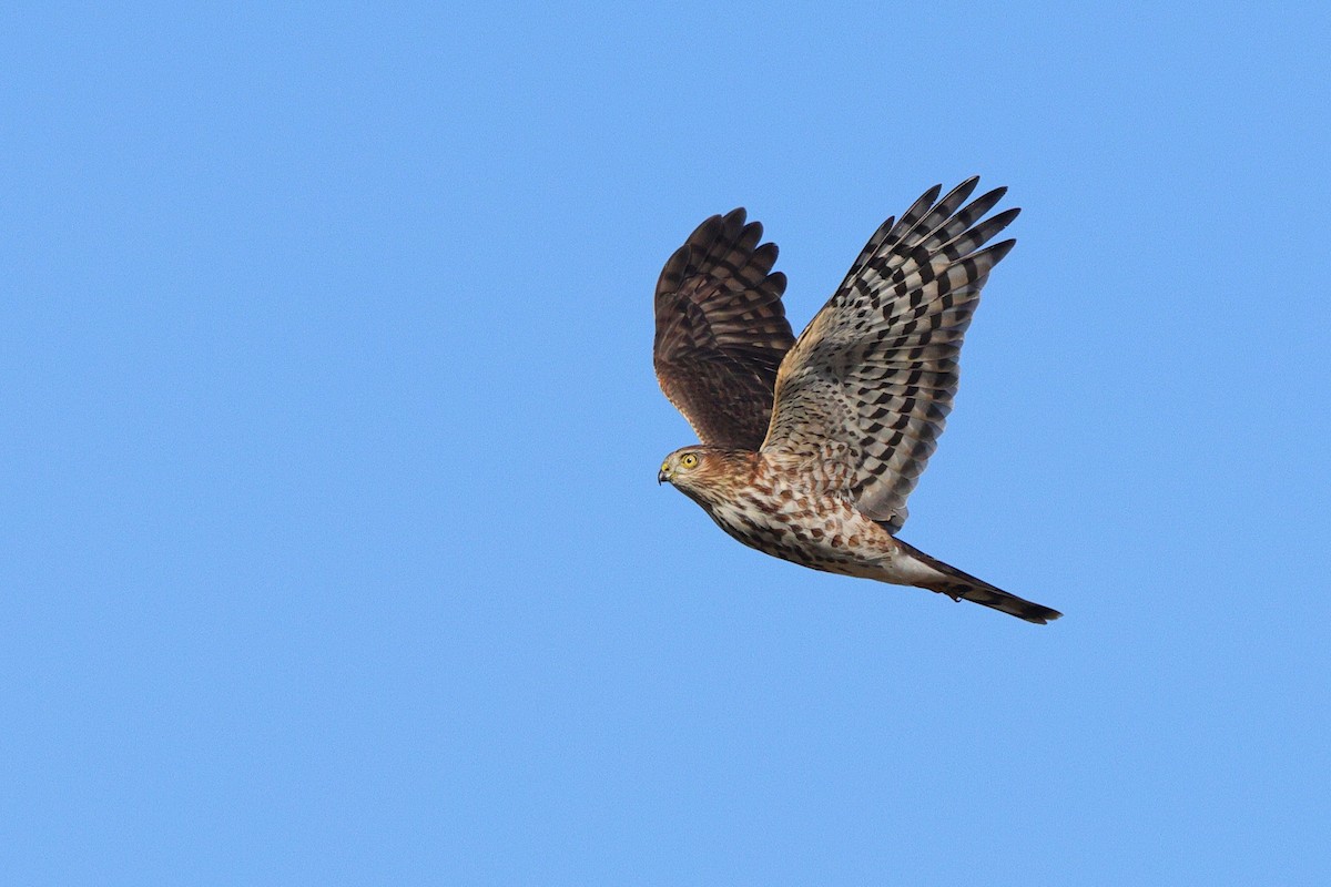 Sharp-shinned Hawk - ML642868014