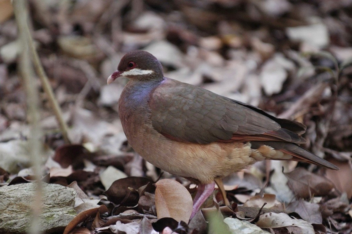 holub uzdičkový - ML642868016