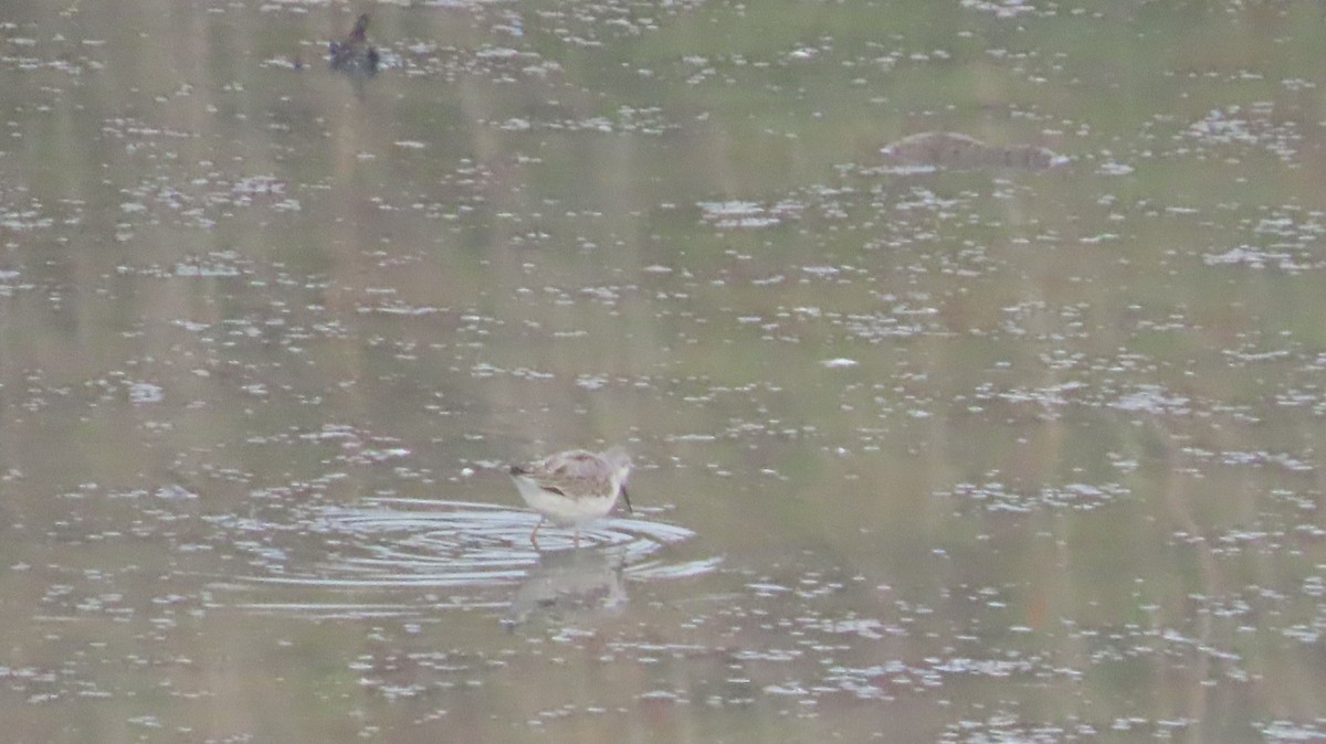 Wilson's Phalarope - ML642868024