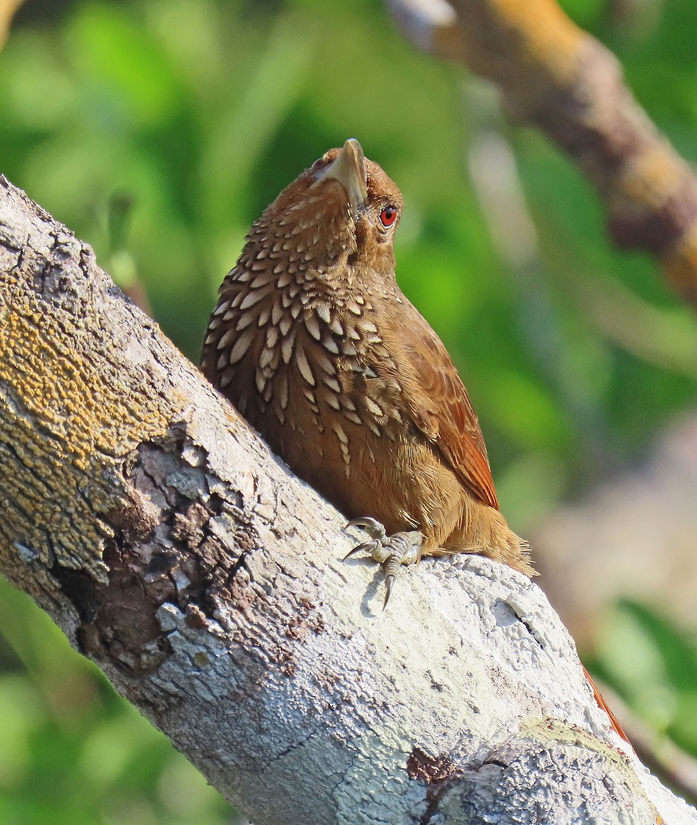 Cinnamon-throated Woodcreeper - ML642868029