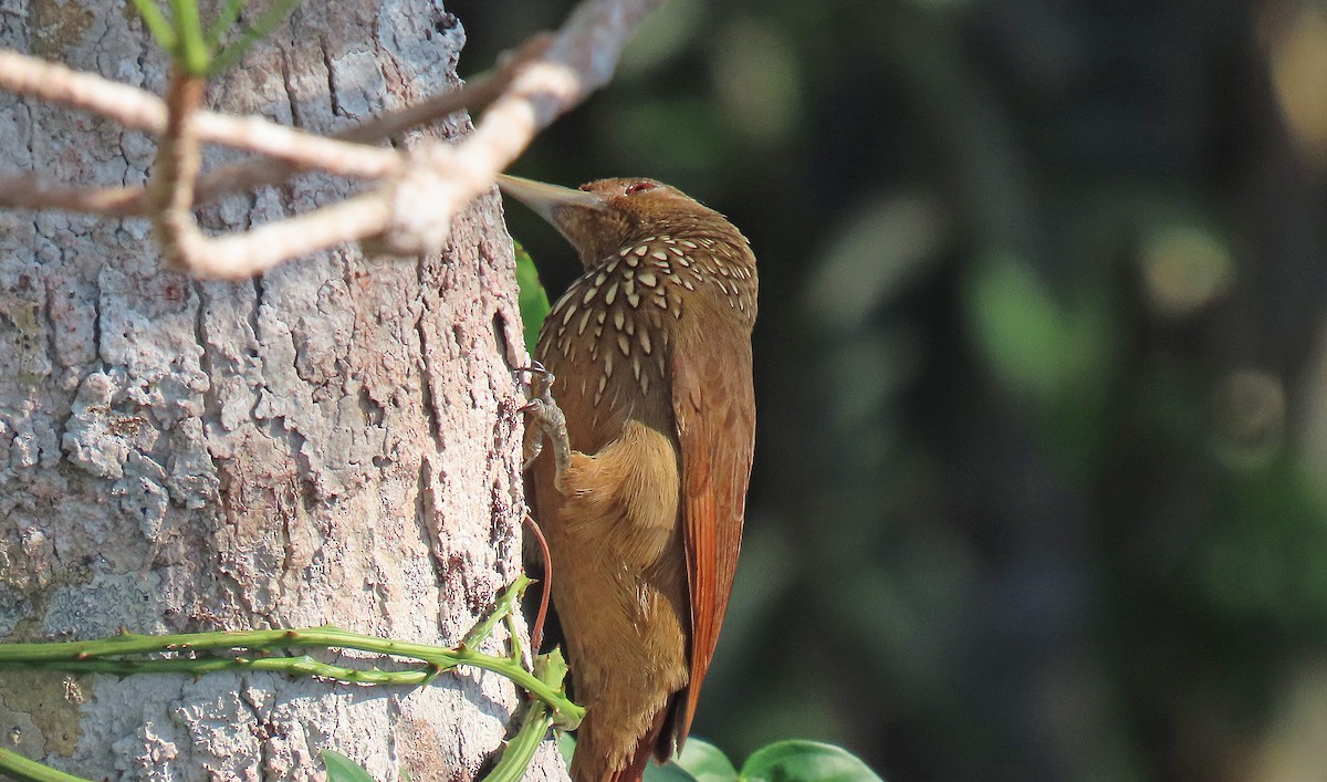 Cinnamon-throated Woodcreeper - ML642868030