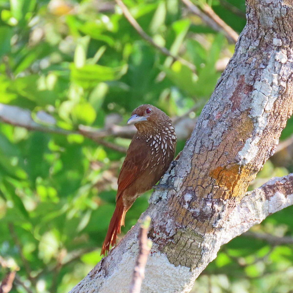 Cinnamon-throated Woodcreeper - ML642868032