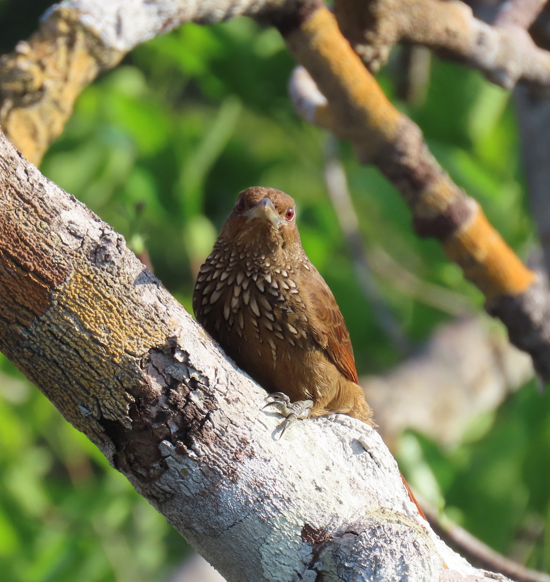 Cinnamon-throated Woodcreeper - ML642868033
