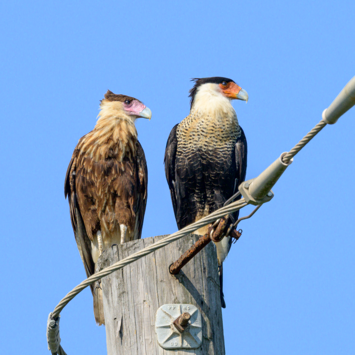 Crested Caracara - ML642868063