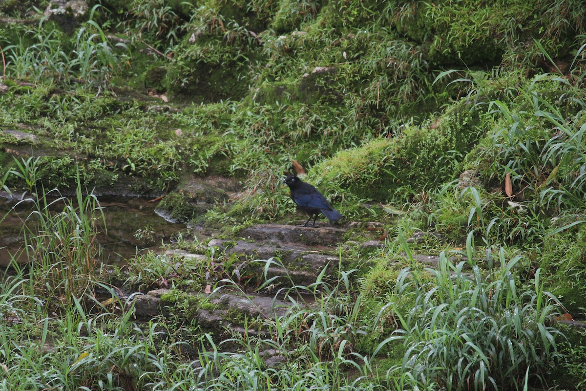 Malabar Whistling-Thrush - ML642868093