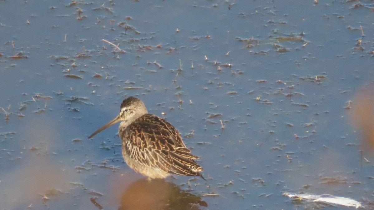 Short-billed Dowitcher - ML642868096