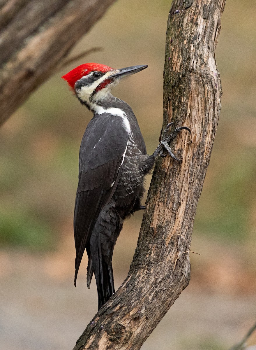 Pileated Woodpecker - ML642868109