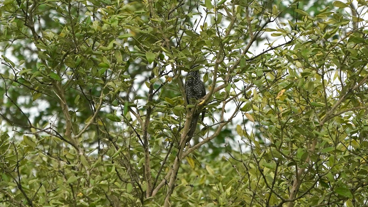 Asian Koel - ML642868111
