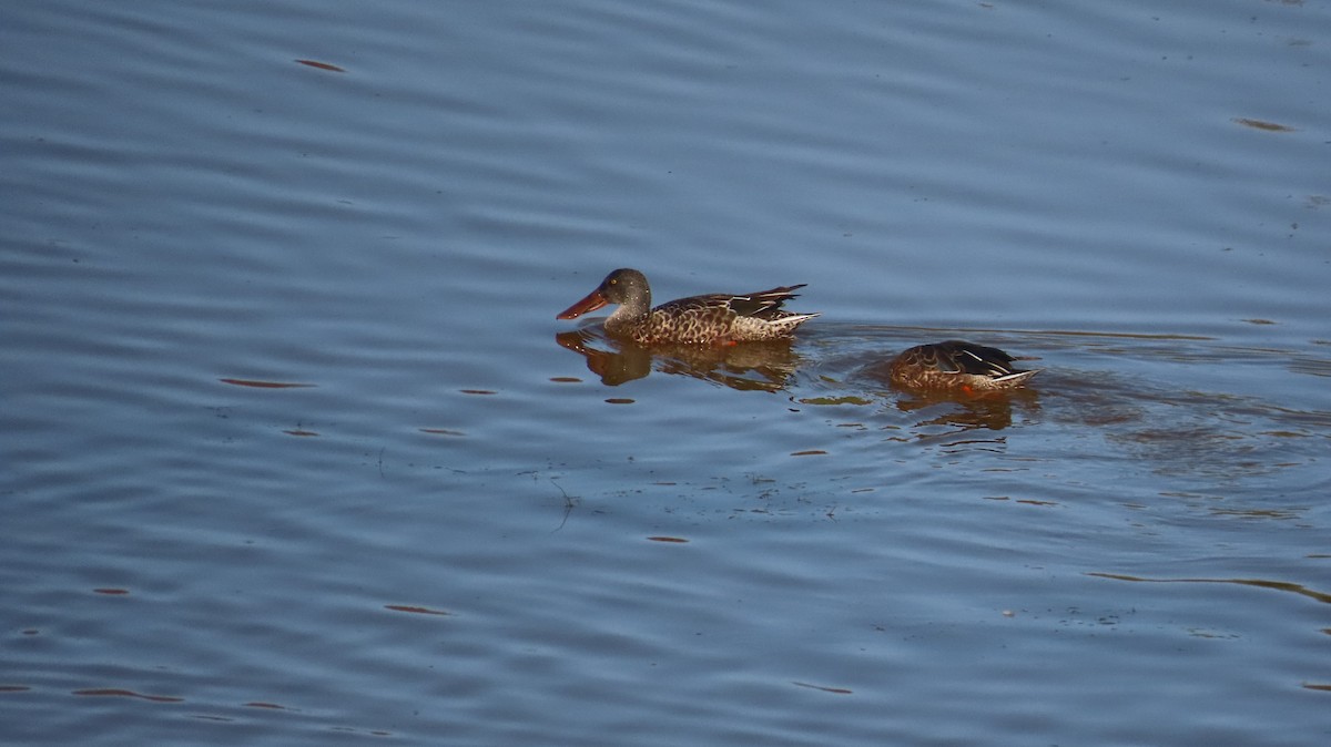 Northern Shoveler - ML642868115