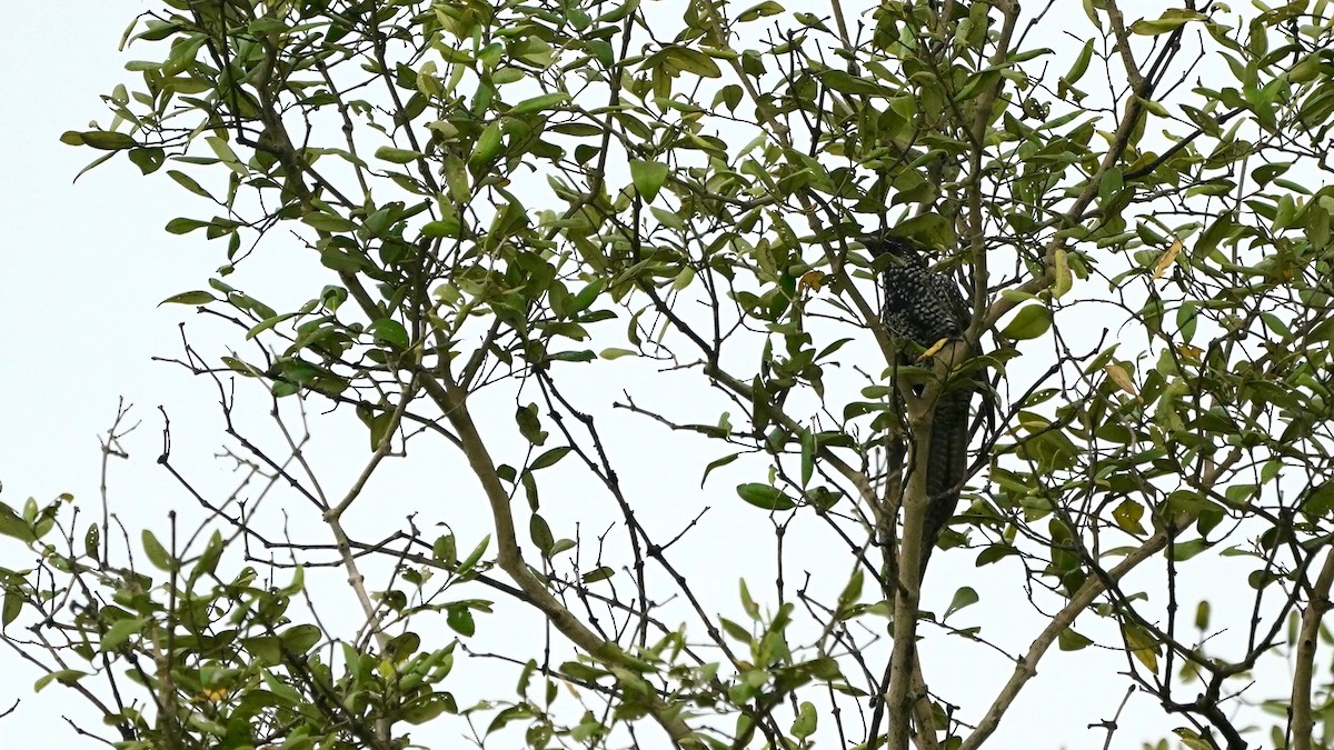 Asian Koel - ML642868116