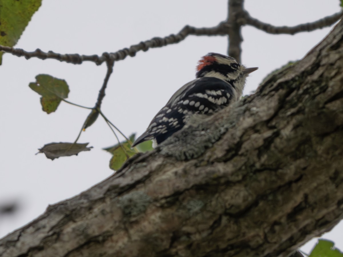 Downy Woodpecker - ML642868132