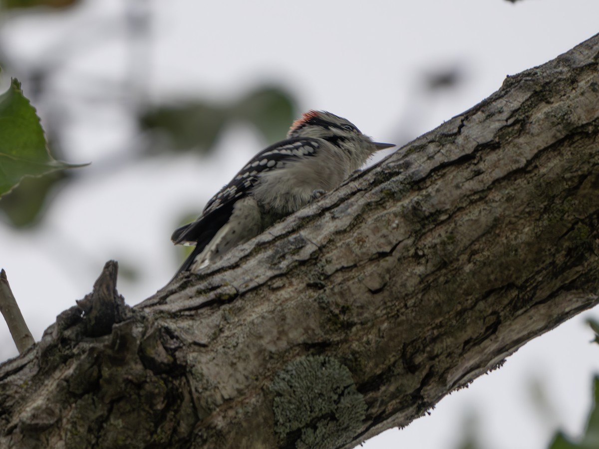Downy Woodpecker - ML642868133