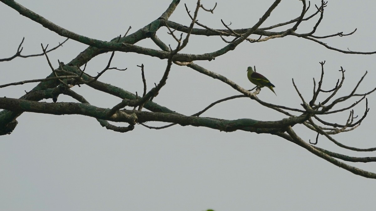 Gray-fronted Green-Pigeon - ML642868134