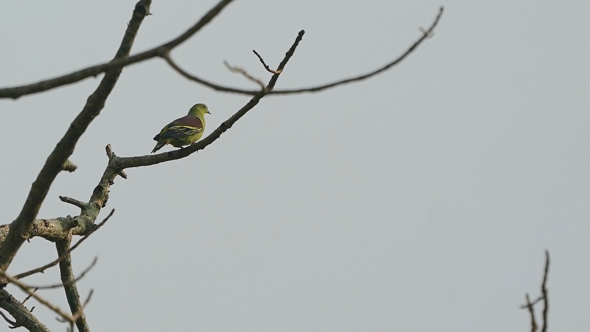Gray-fronted Green-Pigeon - ML642868138