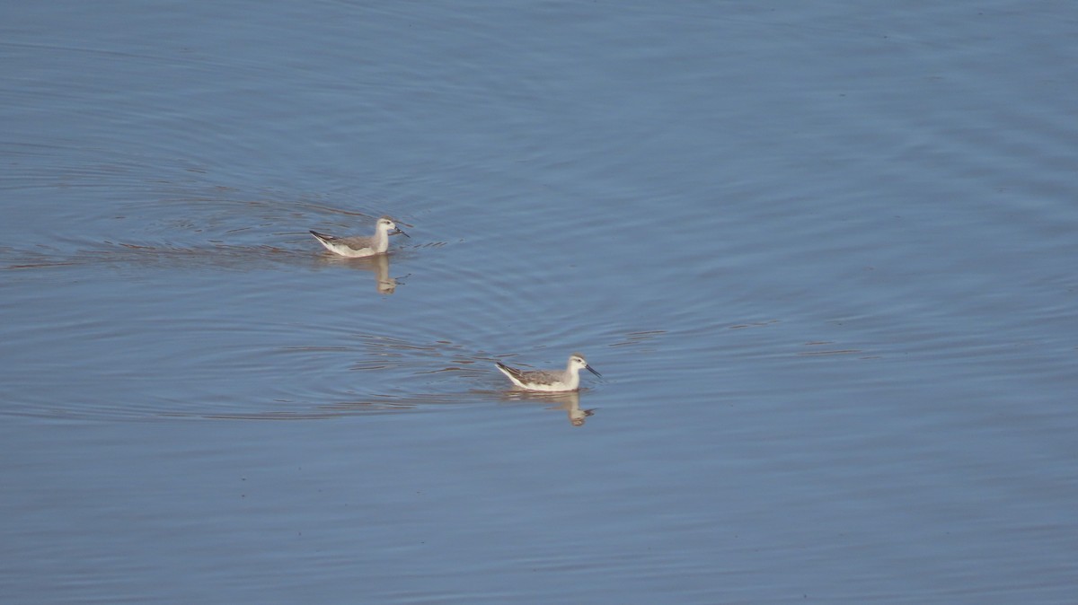Wilson's Phalarope - ML642868139